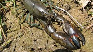 Including pictures of 28 animals starting with an e! Yabby Healthy Rivers