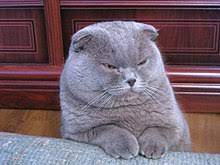 The russian blue cat is moderately active. Scottish Fold Wikipedia