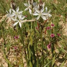 Image result for Chlorophytum nubicum