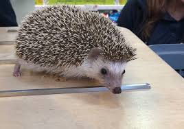 Feeding Hedgehogs Petopedia