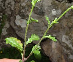 Image result for Nidorella spartioides