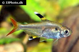 Tetras synonyms, tetras pronunciation, tetras translation, english dictionary definition of tetras. Pristella Tetra Care Size Life Span Tank Mates Breeding