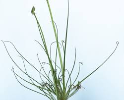 It is considered to be an excellent source of vitamin c and calcium. How To Care For The Pregnant Onion Ornithogalum Longibracteatum Onion Plant Flower