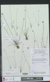 Image result for Xyris anceps