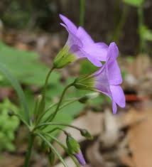 Image result for Oxalis latifolia