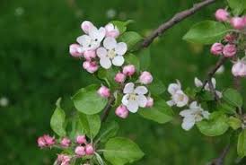 The straight side shoots develop into sharp. Crabapple Tree Identification Hunker Apple Tree Flowers Crabapple Tree Flowering Crabapple