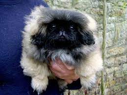 Pekenese Puppies Pekingese Puppies For Sale Pekingese Puppies Pekingese Pekingese Puppies For Sale