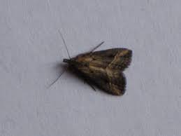 Image result for Disperis sp. nov. aff. macowanii