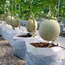 Cactus seeds only have a small amount of stored energy and if planted too deeply will not reach the the options for treating rot after it has set in are limited. How To Grow Melons Bonsai Plants Plants Melon