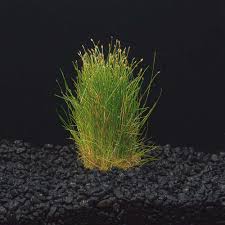 Image result for Eleocharis caduca