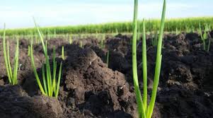 Jika ingin melihat tanda bawang siap panen, cari daun yang sudah agak layu dan kering. Cara Menanam Bawang Merah Sendiri Yang Benar Kutanam