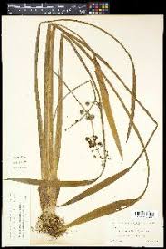 Image result for Limnophyton angolense