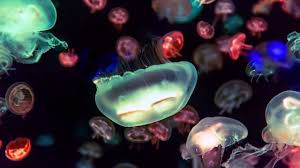 top longest living animals animals fish pet pets