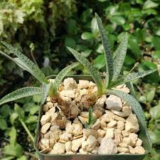 Image result for Ledebouria Unidentified sp. no3.