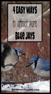 Birds That Start With Blue Attract Blue Jays With These 4 Simple Strategies 2020 Bird Watching Hq Blue Jay Bird Blue Jay Bird Feeder Bird Watching Backyard