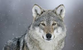 Tap on the install button located below the search bar and to the right of the app icon. Hd Wallpaper White And Grey Wolf Look Snow Predator Winter Gray Wolf Wallpaper Flare