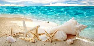 Find your friends on facebook. Pin On Coquillages Crustaces