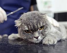 Kedi Kopegimi Neden Tras Yaptirmaliyim
