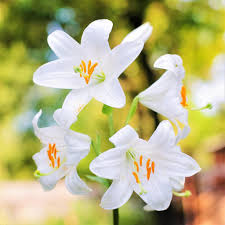 Maybe you would like to learn more about one of these? List Of 50 Types Of Lilies Along With Growing And Care Information Garden Mandy