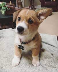 Connecting families with happy, healthy puppies. High Quality Pembroke Welsh Corgi Puppies For Sale Near You