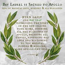 Bay Laurel And Its Magical Properties Magical Recipes Online Magic Herbs Magical Herbs Herbal Magic