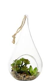 Table Top Glass Plants Terrarium Kitchen Plants Air Plants Diy Hanging Air Plants