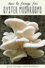 They are popularly called oyster mushrooms because of their appearance that resembles very much oysters. Foraging For Oyster Mushrooms