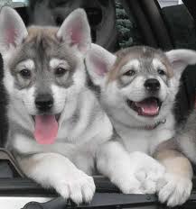 Once you take into account the above factors, you will be looking at anywhere between $1,700 and $2,500 per tamaskan puppy. Aatu Tamaskan In Colorado Springs Colorado 244953 Tamaskan Puppies Tamaskan Dog Beautiful Dogs