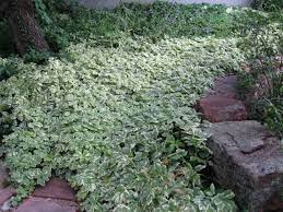 Frost hardy ground cover sedums can handle freezing temperatures and typically have thin or tiny frost hardy to zone 5. Perennial Groundcovers Phelan Gardens