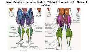 Muscle charts of the human body for your reference value these charts show the major superficial and deep muscles of the human body. Lower Body Exercise