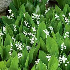 Convallaria Majalis Lily Of The Valley Lily Of The Valley Flowers Flower Landscape White Flower Farm