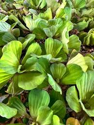 Image result for Pistia