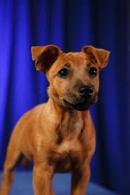 Jack Russell Terrier Black And Brown All Brown Jack Russell Mix Google Search Puppy Bowls Puppy Portraits Puppies