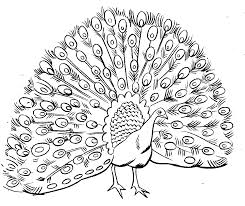 Peacock printable coloring page for adults. Free Printable Peacock Coloring Pages For Kids