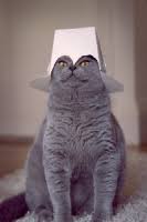 Entertainment animals, bots, education, humor. Cat Facts Api Apilist Fun