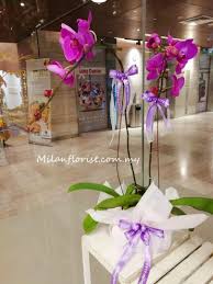 milan florist 台湾蝴蝶兰 phalaenopsis orchid plant orchid plants phalaenopsis orchid orchids