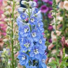 Image result for Delphinium
