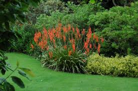 Image result for Watsonia