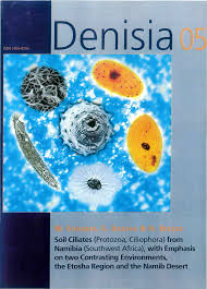 Image result for Leucosphaera bainesii