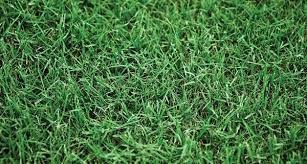 Augustine, celebration bermuda, 419 bermuda, tifway 419, native seashore paspalum, bahia, provistatm, bimini bermuda and four types of perennial peanut including the. Tifway 419 Bermuda All Seasons Turf Grass