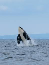 A female orca gives birth to one calf at an interval. Scientists Fear Another Southern Resident Orca Is Missing Or Dead Komo