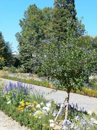 Arbuste Et Massif Arbuste Jardins Botanique