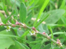 Image result for Polygonum aviculare