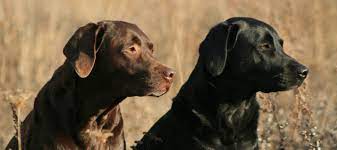 jersey girls labrador retriever