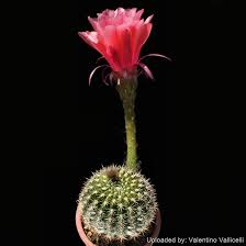 Image result for Portulaca kermesina