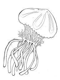 The color of the lion's mane jellyfish changes as it grows. Drawing Skill Lions Mane Jellyfish Drawing