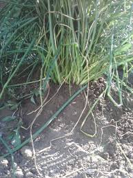 How to get rid of wild garlic in your garden. Edible Wild You Can Eat Wild Onion Grass And Wild Garlic Delishably