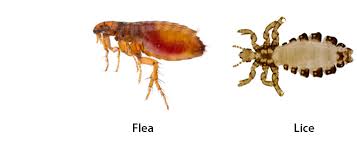 Image result for what do lice look like in dog fur