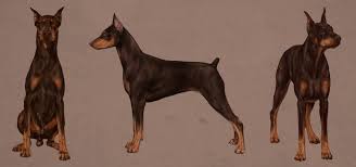 Doberman Studies By Giselleukardi Canine Art Doberman Dog Art