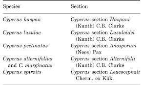 Image result for Lipocarpha rehmannii